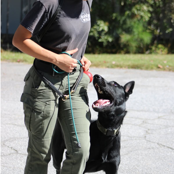 Professional trainers and handlers