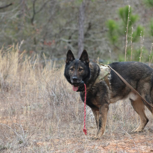 Sport dogs and working-line breeds