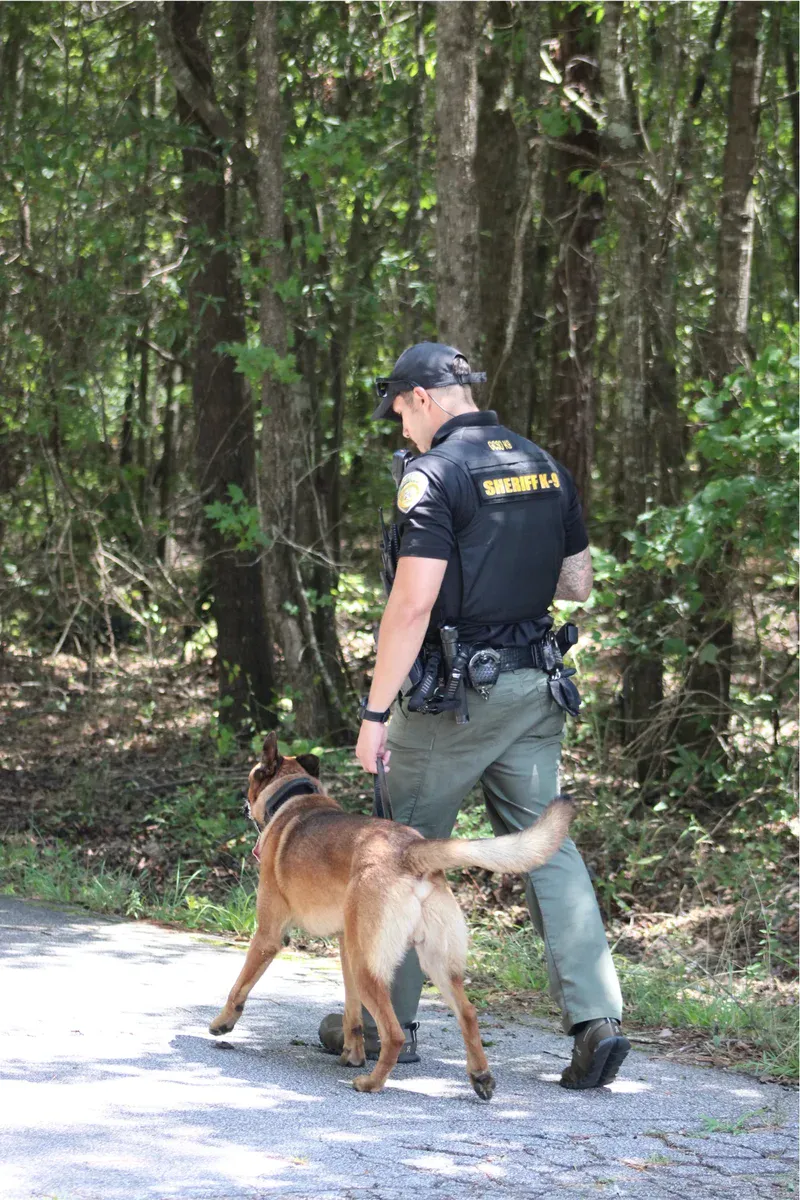 K9 police officer training with German Shepherd in wooded area.