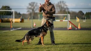 What Is a Dual Purpose K9?