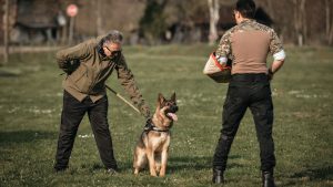 What Is a Single Purpose K9?