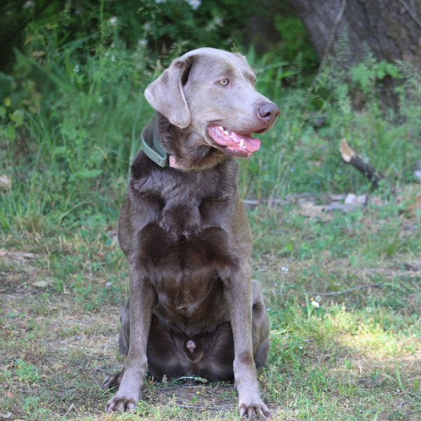Bill Single Purpose K9