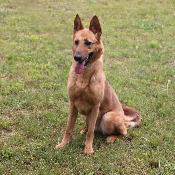 Luna—Companion Dog