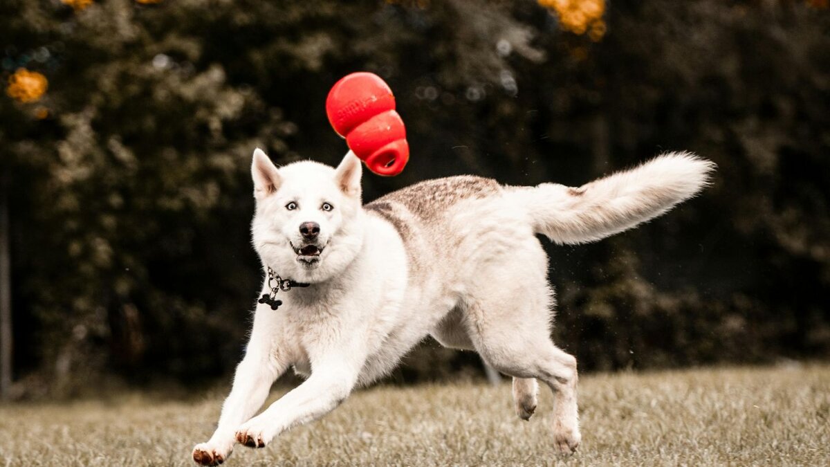 Improved Physical Health and Enrichment