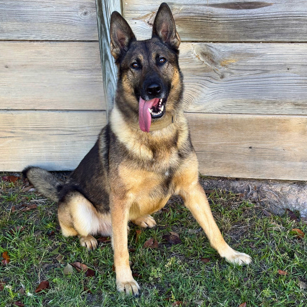 Charo—Drug & Tracking Dog