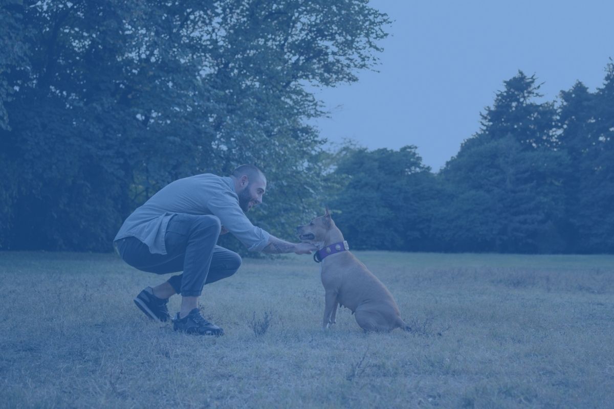 Sit Stay Dog Training