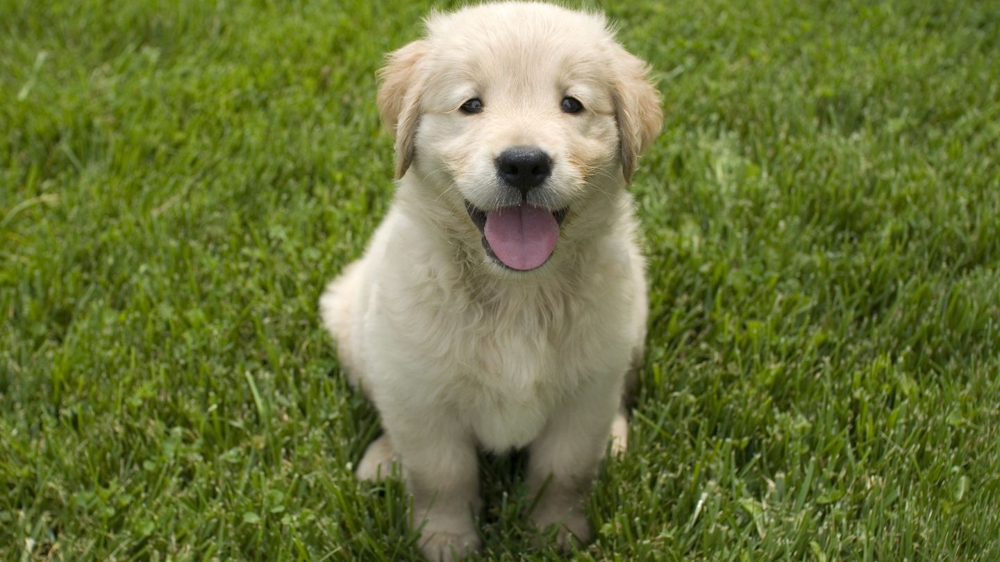 Creating Better Results Through Consistent Puppy Training