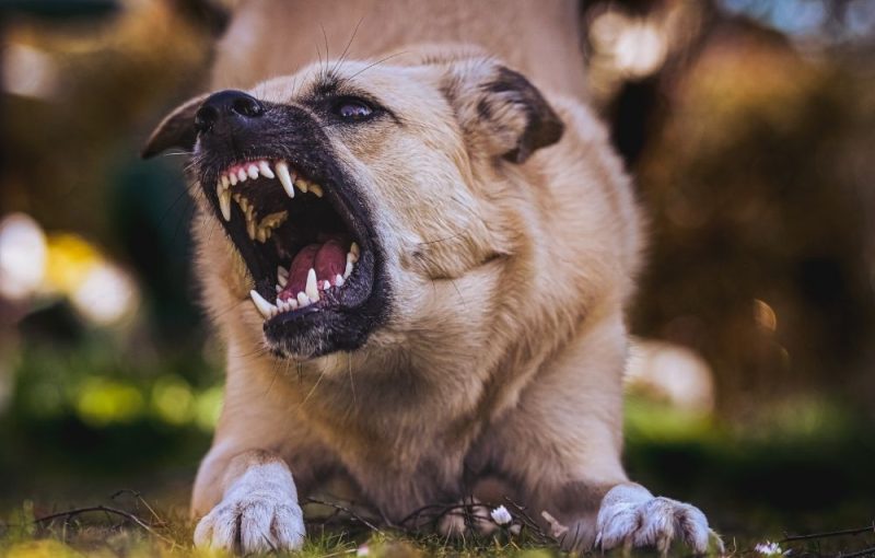Aggressive Dog Growling Aggressive Dog Growling