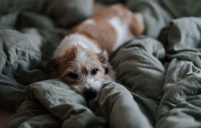 Anxious Dog Resting Alone On Bed Anxious Dog Resting Alone On Bed