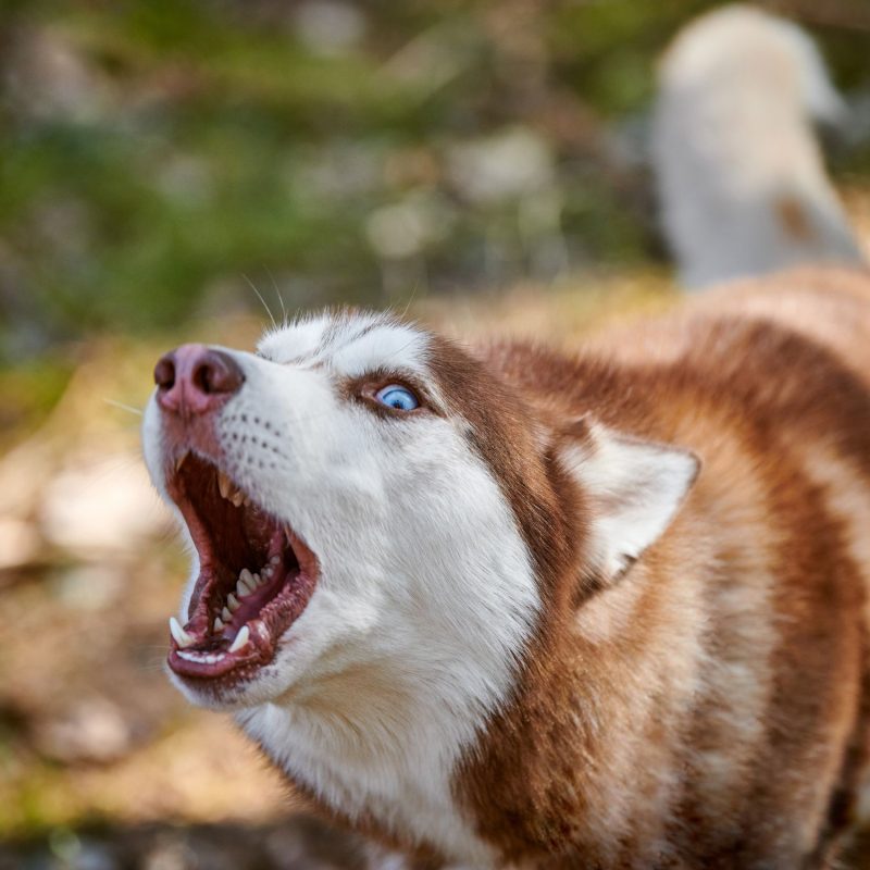 Dog Aggressively Barking Dog Aggressively Barking