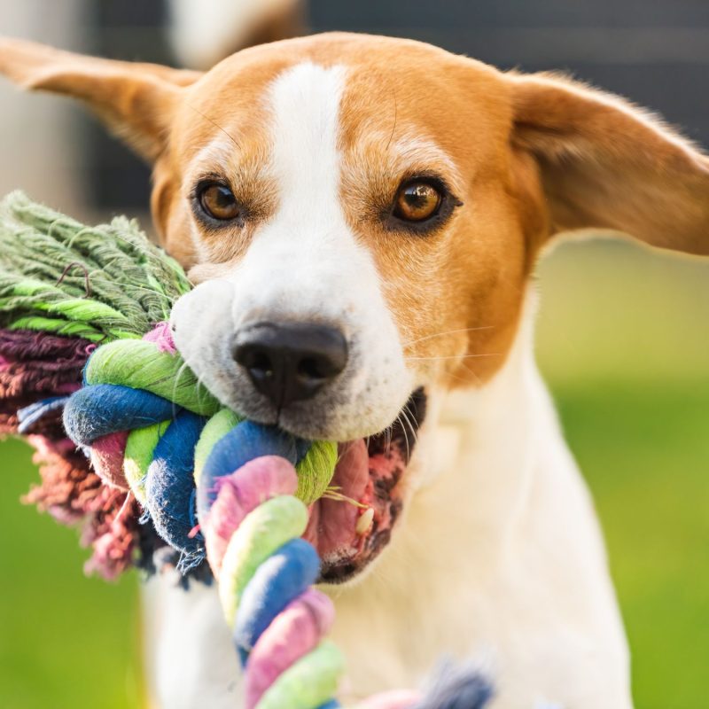 Dog Holding Rope Toy During Playtime Dog Holding Rope Toy During Playtime
