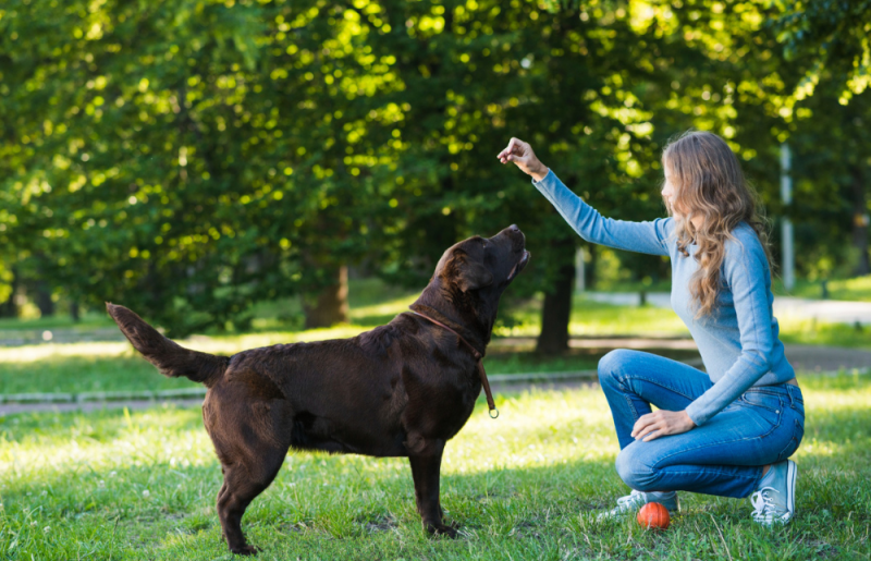 Dog Owner Training Dog In Park Dog Owner Training Dog In Park