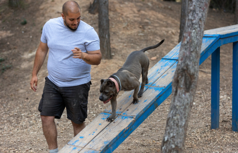 Dog Practicing Obedience Training With Handler Dog Practicing Obedience Training With Handler