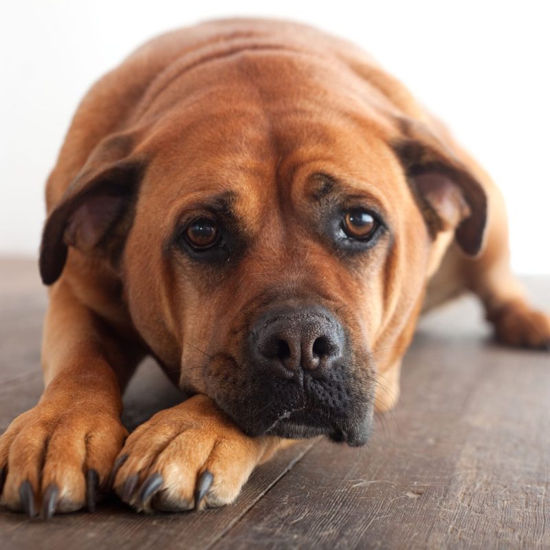 Dog Showing Signs Of Separation Anxiety Dog Showing Signs Of Separation Anxiety