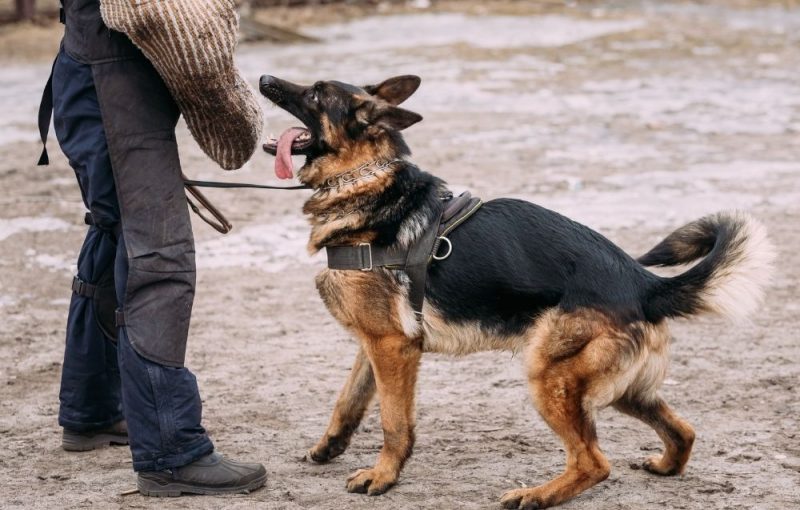 Dog Undergoing Obedience Training With Handler Dog Undergoing Obedience Training With Handler