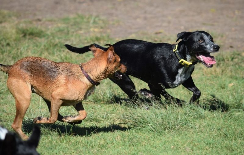 Dogs Playing Together In Park Dogs Playing Together In Park