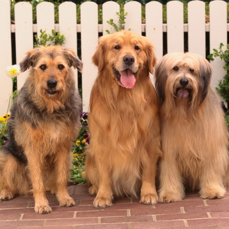 Group Of Dogs Sitting Together Group Of Dogs Sitting Together
