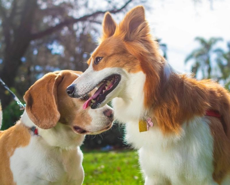 Two Dogs Interacting Outdoors Two Dogs Interacting Outdoors