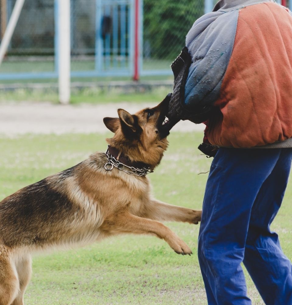 DRUG & TRACKING DOG HANDLER COURSE